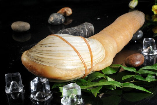 CALIFORNIA GEODUCK 正加州 象拔蚌