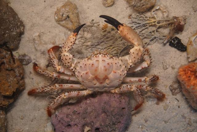 CHAMPAGNE CRAB 香槟蟹