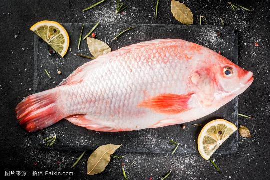 RED TILAPIA 尼罗红
