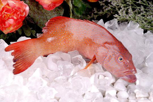 RED GROUPER 红斑鱼