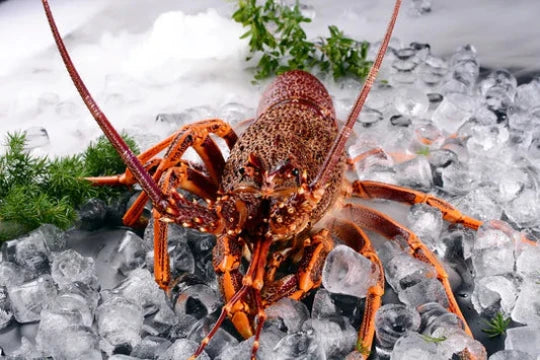 SOUTHERN AUSTRALIA ROCK LOBSTER 南澳龙