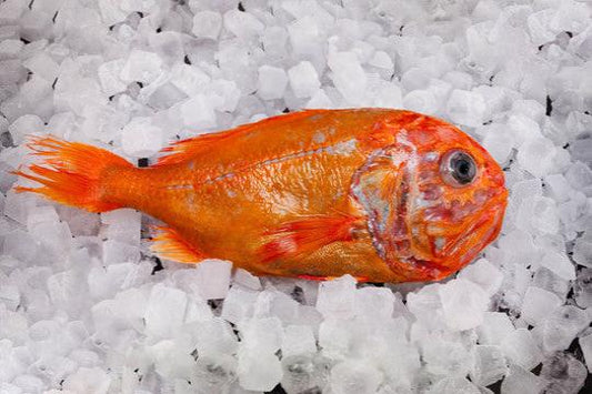 ORANGE ROUGHY FISH 长寿鱼