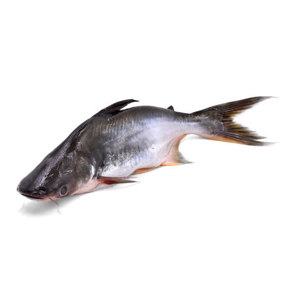 PATIN FISH 巴丁鱼