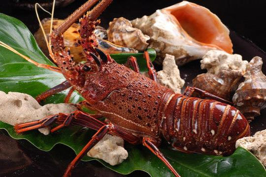 WESTERN AUSTRALIA LOBSTER 西澳龙