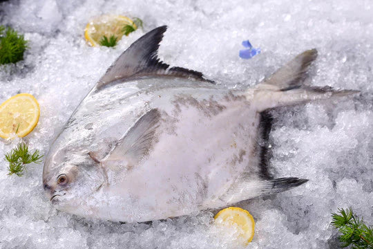 CHINESE POMFRET 斗鲳鱼