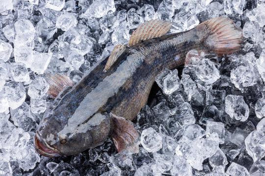 GOBY 顺壳鱼