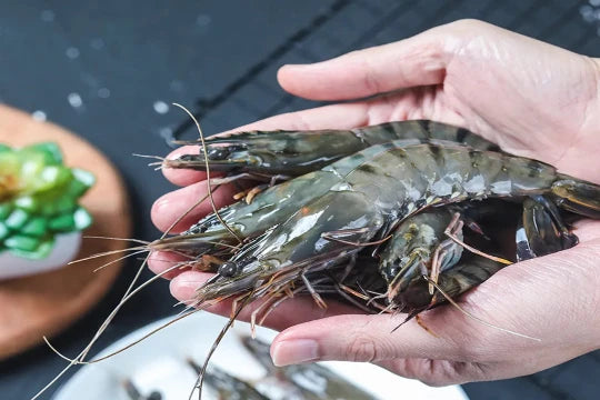 TIGER PRAWN 老虎虾