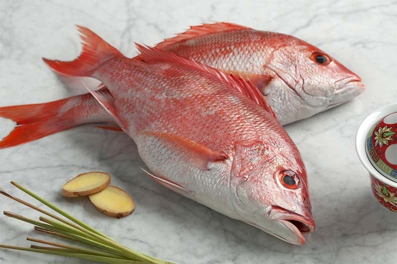 RED SNAPPER 红鸡鱼