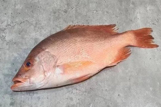 RED SNAPPER 红鸡鱼